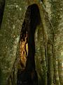 Light within tree, Natural Arch P1020850